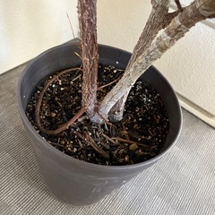 観葉植物　
ゴムの木　130cmの画像