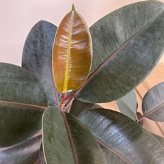 観葉植物　
ゴムの木　130cmの画像