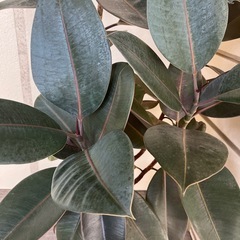 観葉植物　
ゴムの木　130cmの画像