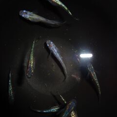 めだかMIX（９匹）の画像