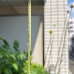 クラスペディア夏越し苗　花芽付き（1年生）と種の画像
