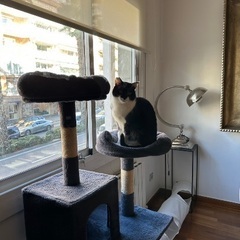 キャットタワーの画像