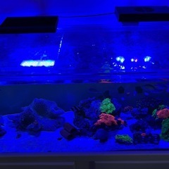 海水魚水槽フルセット、アクアリウム、マリンアクア、サンゴ、熱帯魚の画像