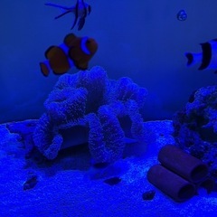 海水魚水槽フルセット、アクアリウム、マリンアクア、サンゴ、熱帯魚の画像