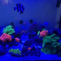 海水魚水槽フルセット、アクアリウム、マリンアクア、サンゴ、熱帯魚の画像