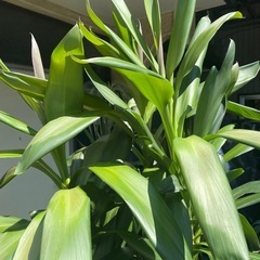 観葉植物　ドラセナ・グローカル　高さ１８５センチの画像