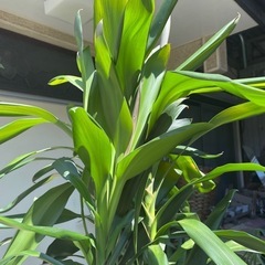 観葉植物　ドラセナ・グローカル　高さ１８５センチの画像