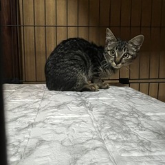 ちょっとつり目のイケメン女子 - 猫