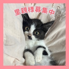 ハチワレ女の子🐈‍⬛︎💕︎︎
