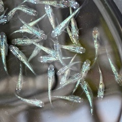 飼育終了品種　８匹５００円〜　サファイアメダカ　めだか　幼魚→若魚サイズの画像