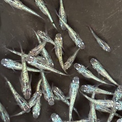 飼育終了品種　８匹５００円〜　サファイアメダカ　めだか　幼魚→若魚サイズの画像
