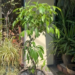 観葉植物　シェフレア・コンパクタ　曲がり　高さ１３０センチの画像