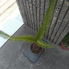 蘇鉄（鉢付き）の画像