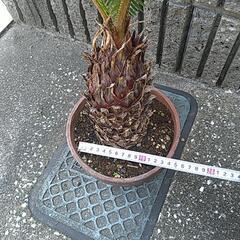 蘇鉄（鉢付き）の画像