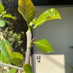 観葉植物　フィカス・ベンガレンシス　高さ１７５センチの画像