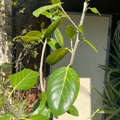 観葉植物　フィカス・ベンガレンシス　高さ１７５センチの画像