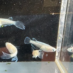 メダカ 森の妖精🧚‍♀️💫 2ペア＋メス ヘテロの画像