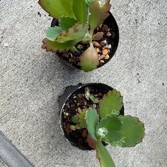 子宝草の画像