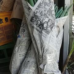 食べられるのにもったいない(;つД｀)剥き損じネギお譲りします😣💦⤵️の画像