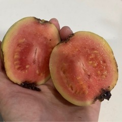 グァバ（バンシルー）②の画像