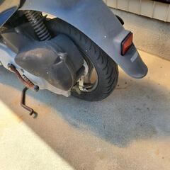 スズキの画像