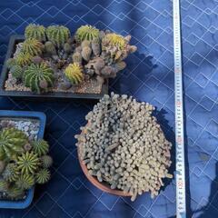 サボテンまとめて観葉植物の画像