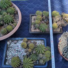 サボテンまとめて観葉植物の画像
