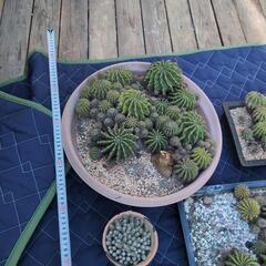 サボテンまとめて観葉植物の画像