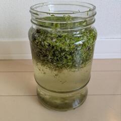 浮草入りグリーンウォーターの画像