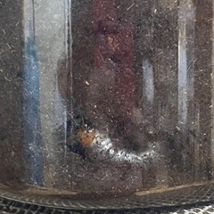 アマミノコギリ（幼虫3匹）の画像