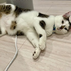 とても人馴れしてるぎじしろくん