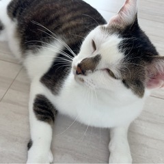 里親さん決まりました　とても人馴れしてるぎじしろくん - 多気郡
