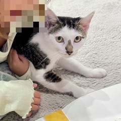 里親さん決まりました　とても人馴れしてるぎじしろくん − 三重県