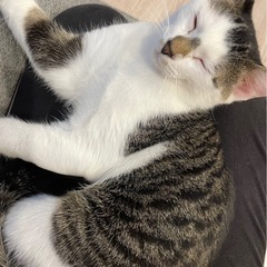 里親さん決まりました　とても人馴れしてるぎじしろくん - 猫