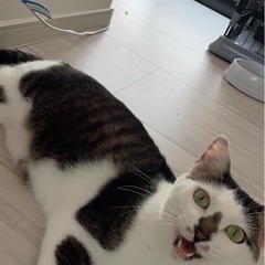 里親さん決まりました　とても人馴れしてるぎじしろくん - 里親募集