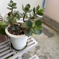 金のなる木の画像