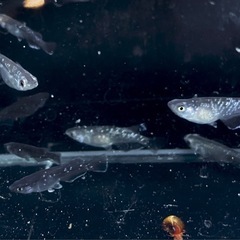 クロマージュ（フロマージュ派生）　メダカの画像