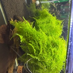 南米モスの画像