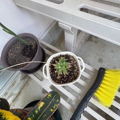 多肉植物の画像