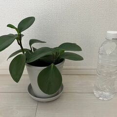 ペペロミア　4号鉢の画像