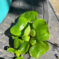 ホテイアオイ3株セットの画像