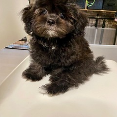 MIX犬販売