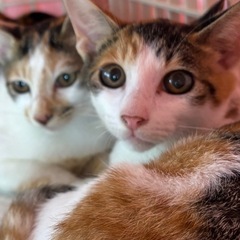ミケ猫いっぱい女の子❤️