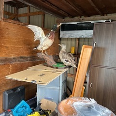 鴨の剥製の画像