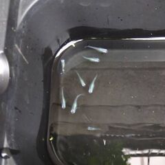 深海メダカ５匹で１０００円でお譲りいたしますの画像