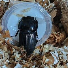 外国産クワガタ　ダエダリオンヒラタクワガタ　♀単品の画像