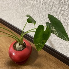 観葉植物🪴クワズイモ　斑入りの画像