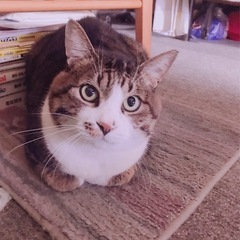 １ヶ月後に掲載を終了いたします。祖父母の認知症悪化の為飼育が困難...