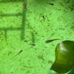 ミックスメダカ　若魚
の画像