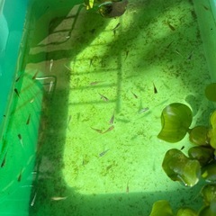 ミックスメダカ　若魚
の画像
